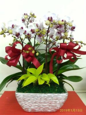 編號:D0008----喜上加喜蘭花